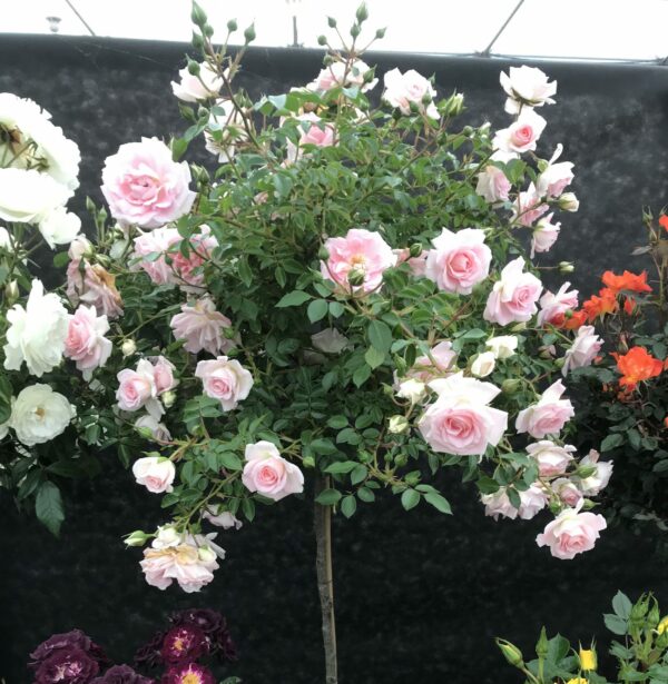 Fair Eva Weeping Standard Rose