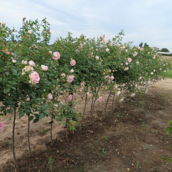 Fair Eva Weeping Standard Rose