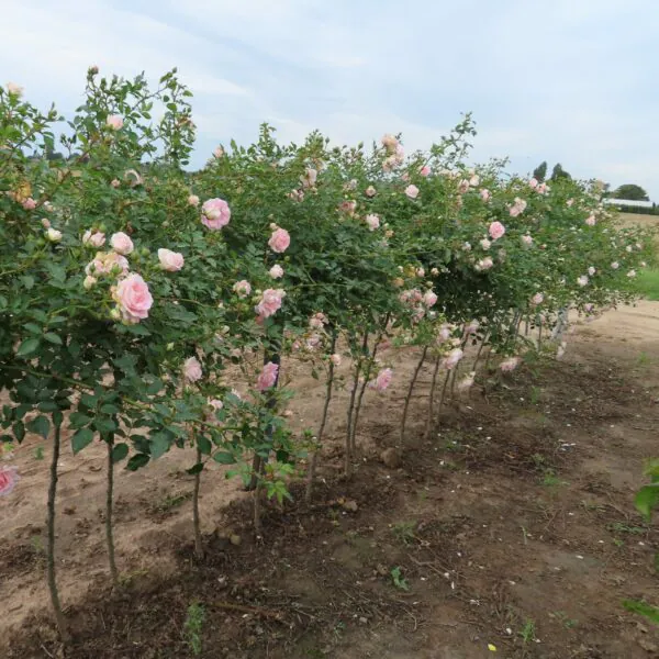 Fair Eva Weeping Standard Rose