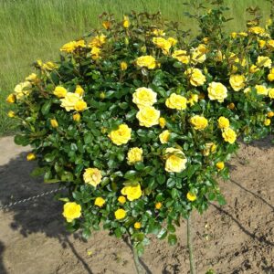 Flower Power Gold Standard Rose