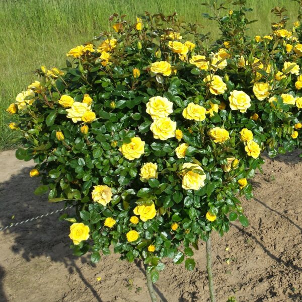 Flower Power Gold Standard Rose