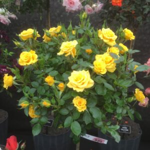 Flower Power Gold Standard Rose - Image 3