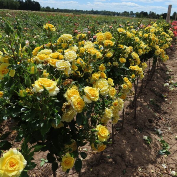 Flower Power Gold Standard Rose