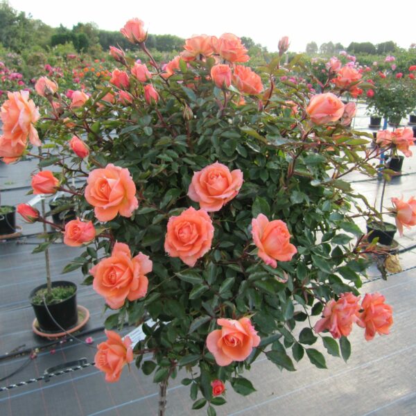 Flower Power Standard Rose