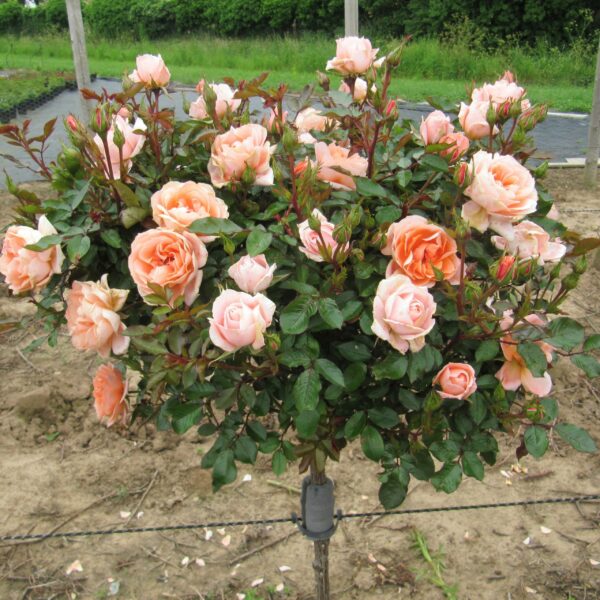 Flower Power Standard Rose