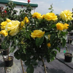 Happy Golden Wedding Standard Rose
