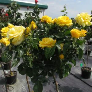 Happy Golden Wedding Standard Rose