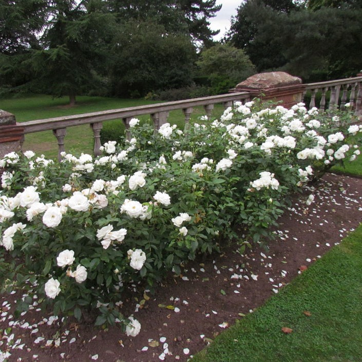 Hedging Roses | Hedge Roses | Roses for hedges | Style Roses