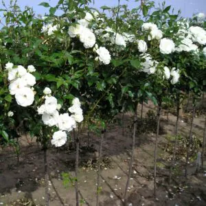 Iceberg Standard Rose