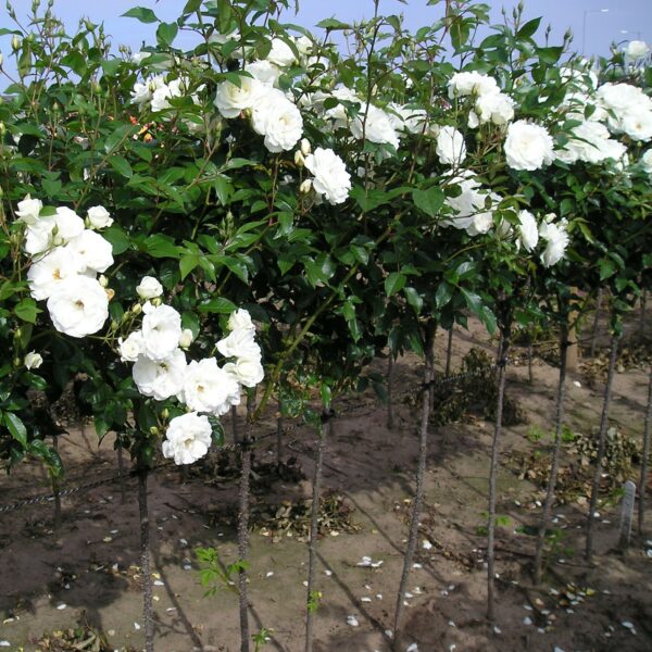 Iceberg Standard Rose