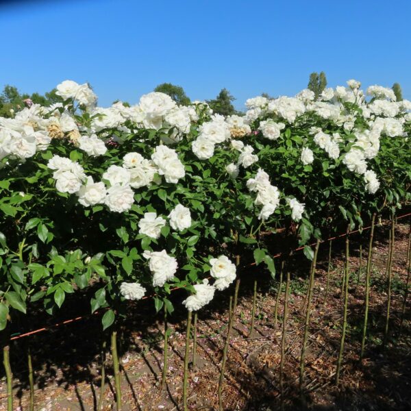 Iceberg Standard Rose