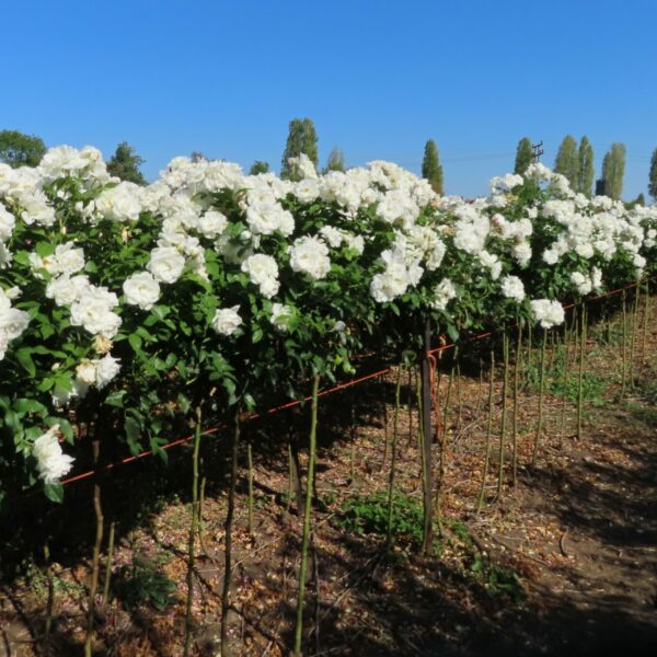 Iceberg Standard Rose