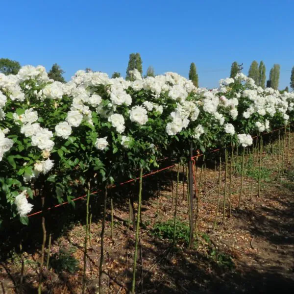 Iceberg Standard Rose
