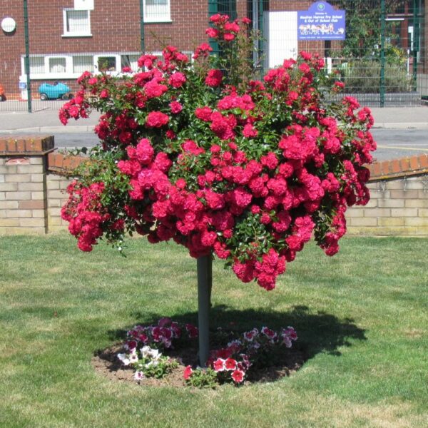 Lancashire Weeping Standard Rose