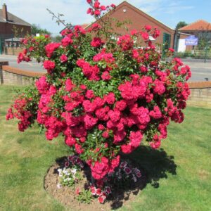 Lancashire Weeping Standard Rose - Image 2