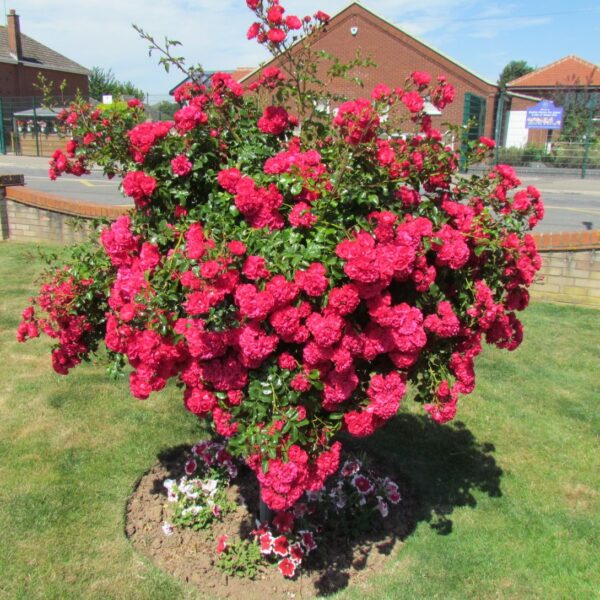 Lancashire Weeping Standard Rose