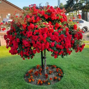 Lancashire Weeping Standard Rose