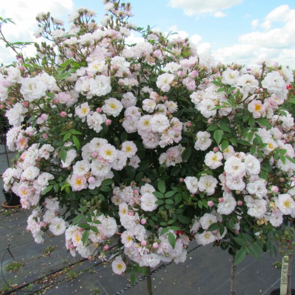 Little Rambler Weeping Standard Rose