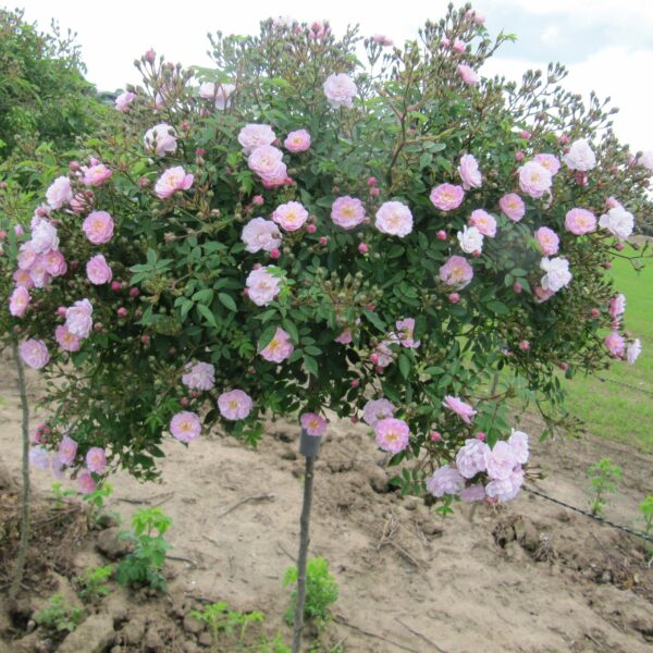 Little Rambler Weeping Standard Rose