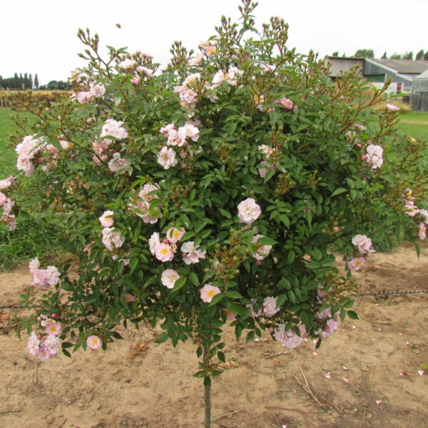 Little Rambler Weeping Standard Rose