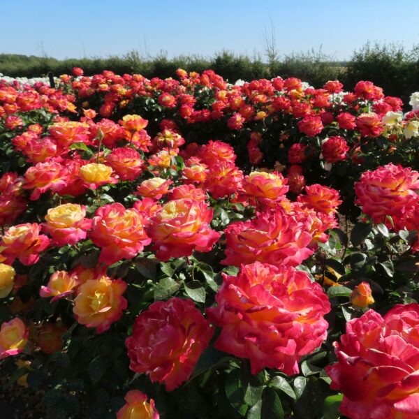Love and Peace Standard Rose