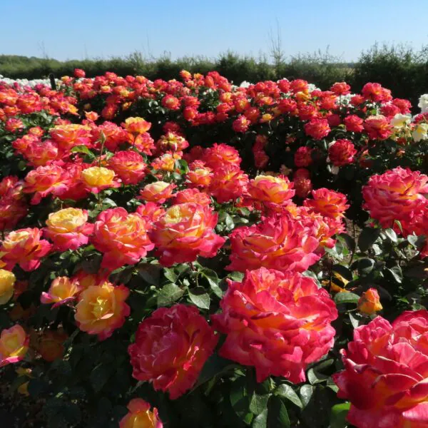 Love and Peace Standard Rose