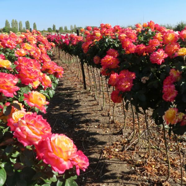 Love and Peace Standard Rose