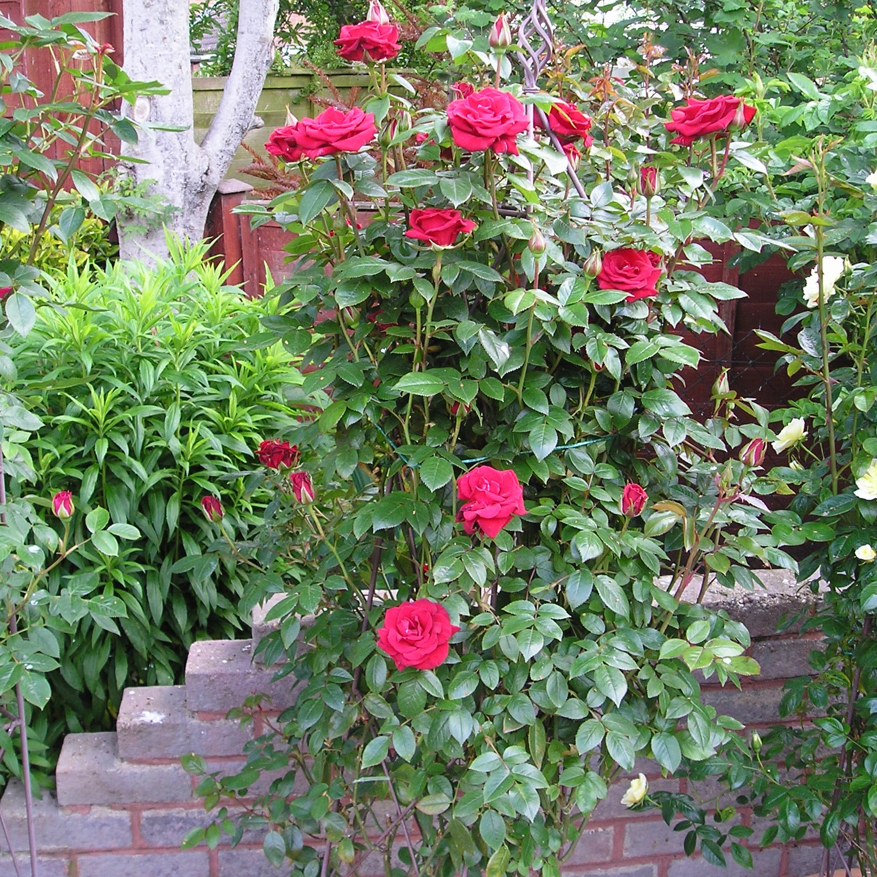 Rose Obelisk | Rose Pillar | Narrow Rose Trellis | Style Roses