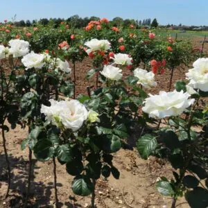 Margaret Merril Standard Rose