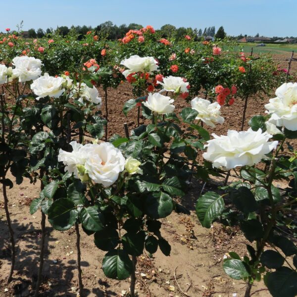 Margaret Merril Standard Rose