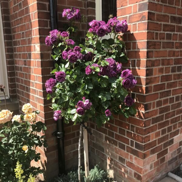 Minerva Standard Rose
