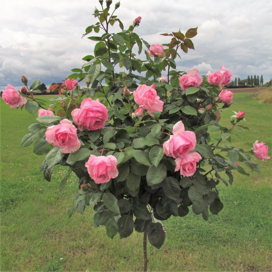 Mum in a Million Standard Rose