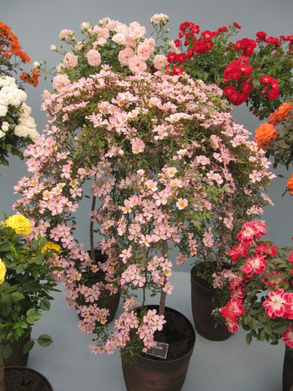 Nozomi Weeping Standard Rose