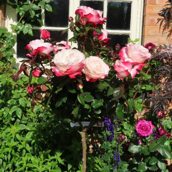 Nostalgia Standard Rose