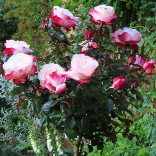 Nostalgia Standard Rose