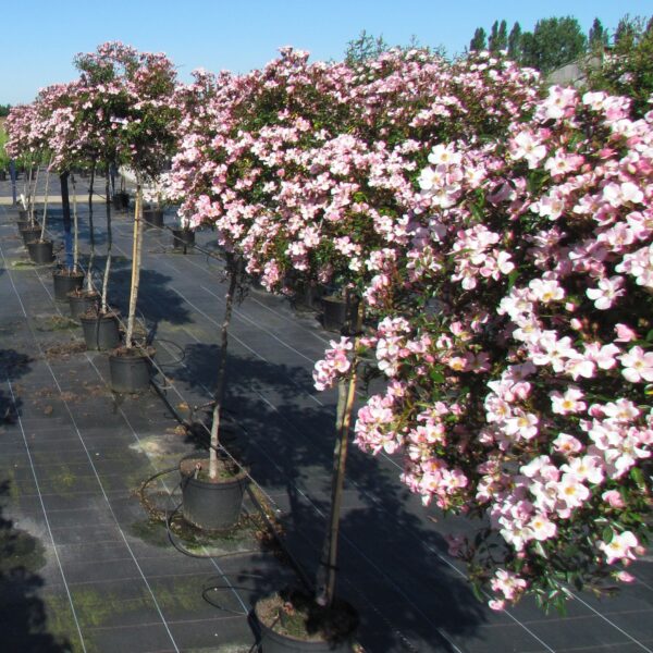 Nozomi Weeping Standard Rose