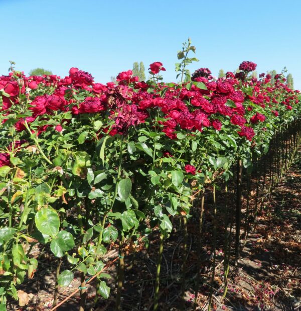 One In A Million Standard Rose