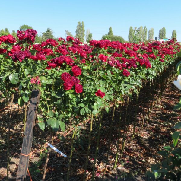 One In A Million Standard Rose