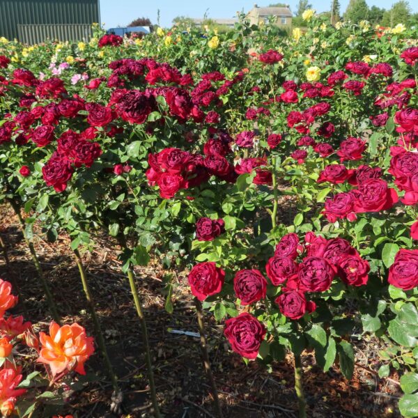 One In A Million Standard Rose