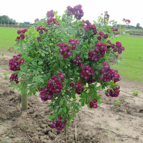 Perennial Blue Weeping Standard Rose