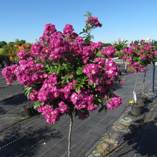 Perennial Blue Weeping Standard Rose