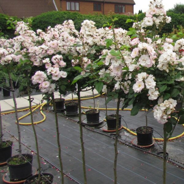 Perennial Blush Weeping Standard Rose