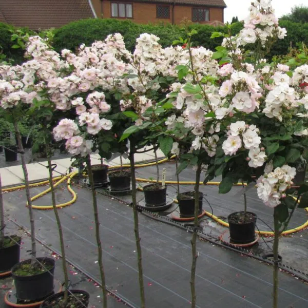 Perennial Blush Weeping Standard Rose