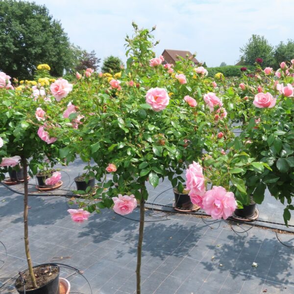 Precious Memories Standard Rose