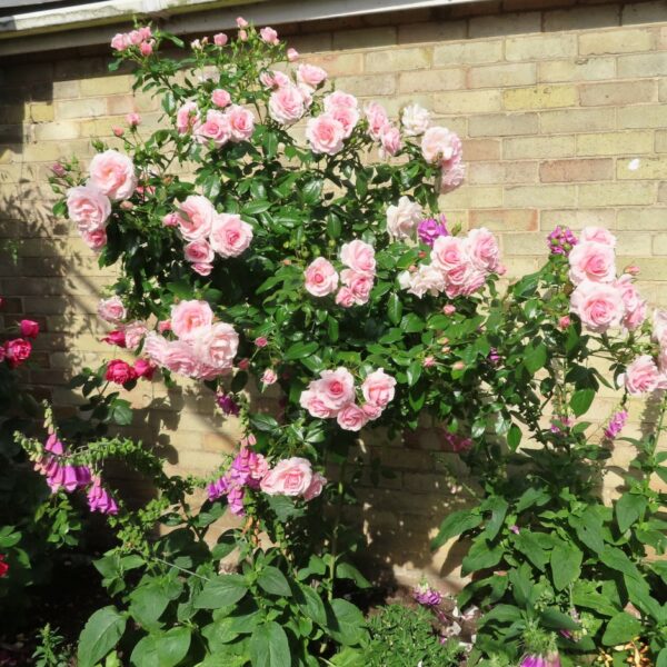 Precious Memories Standard Rose