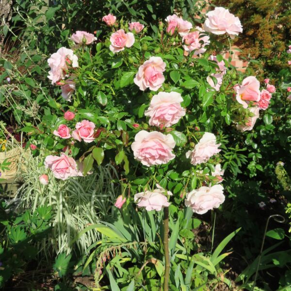 Precious Memories Standard Rose