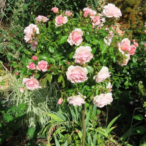 Precious Memories Standard Rose