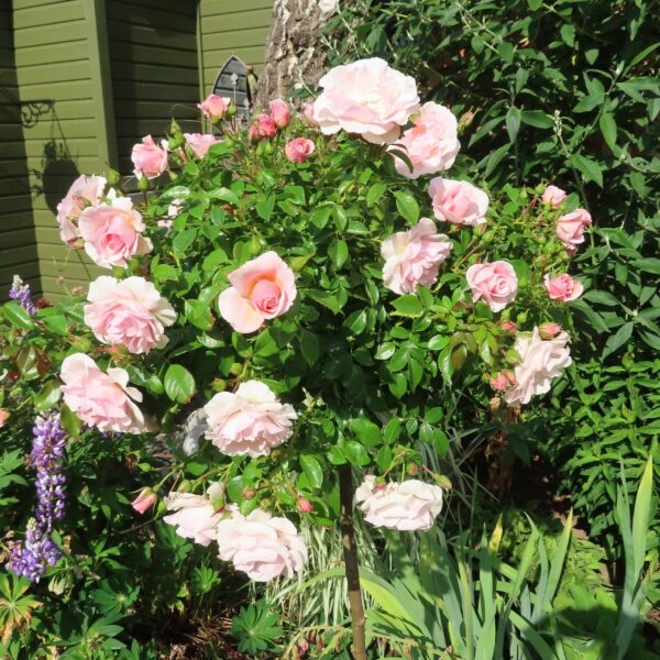 Precious Memories Standard Rose