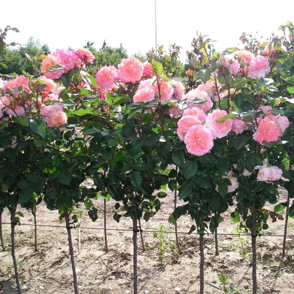 Rachel Standard Rose