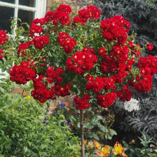 Rambling Rosie Weeping Standard Rose